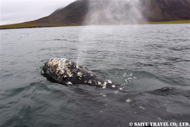 Grey Whale -Bering Sea (9)