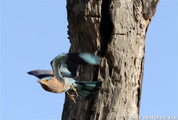 Indian Roller (3)