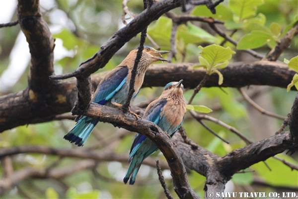 Indian Roller (4)