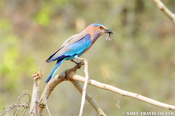 Indian Roller (5)