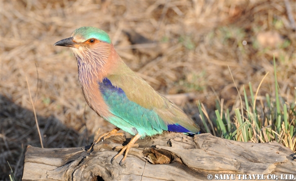 Indian Roller (6)