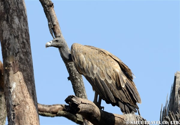 Indian Vulture-Long billed Vulture