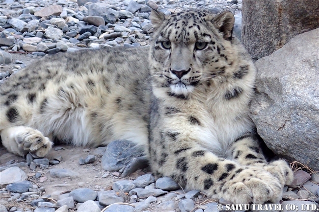 Loli the Snow Leopard -Khunejrab National Park (3)