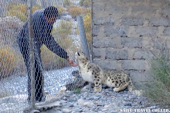 Loli the Snow Leopard -Khunejrab National Park (5)