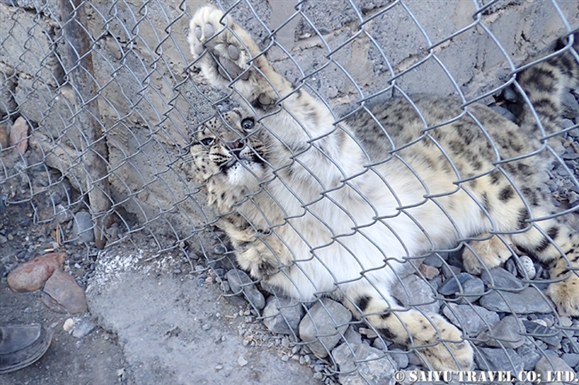 Loli the Snow Leopard -Khunejrab National Park (6)