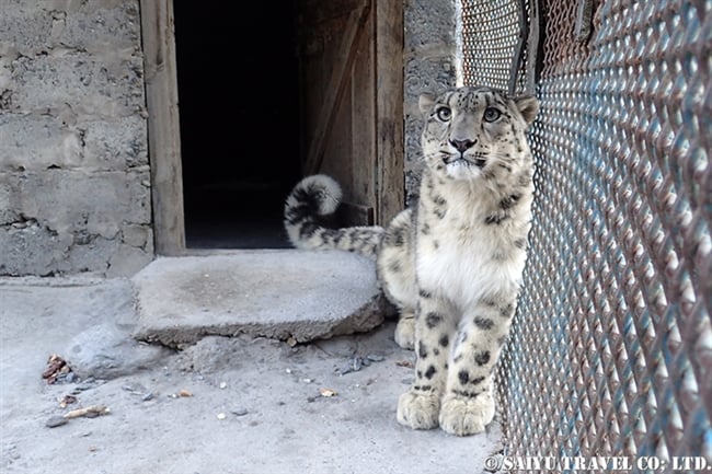 Loli the Snow Leopard -Khunejrab National Park (7)