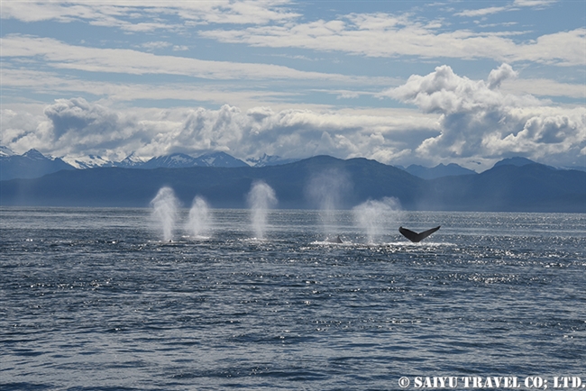 ザトウクジラの水面行動　アラスカ (1)