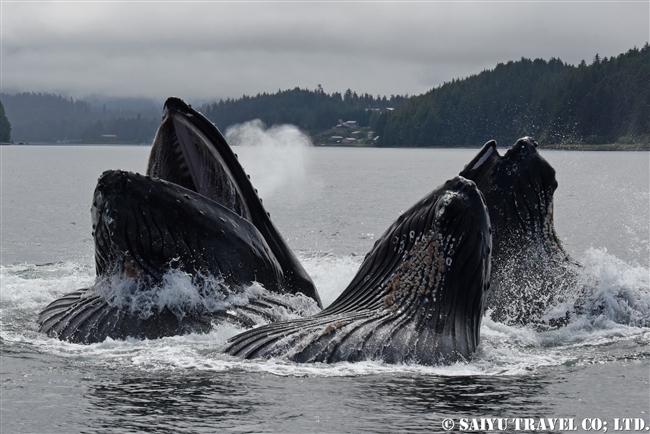 ザトウクジラの水面行動　アラスカ (5)