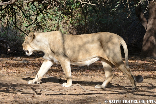 アジアライオン ワイルドライフ Wildlife 世界の野生動物観察日記