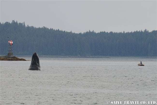 ザトウクジラの水面行動　釣り船との距離 (9)