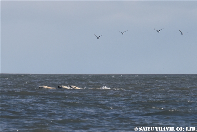 ウランゲル島のホッキョクマ　シロクマ (14)