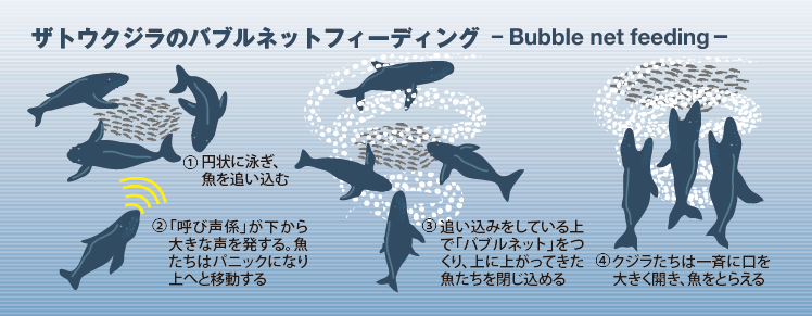 bubble_net_feeding