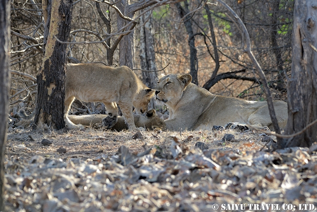 アジアライオン親子　Asiatic Lion (9)