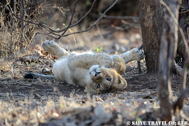 アジアライオン親子　Asiatic Lion (8)