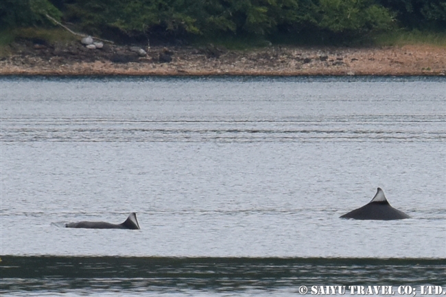 東南アラスカ　アドミラルティ島　海の生き物 (6)