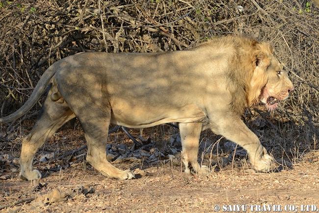 アジアライオン Asiatic Lion オス (4)