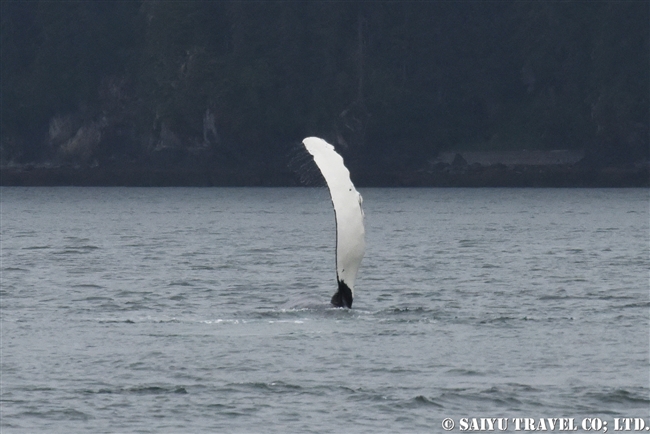 ザトウクジラの水面行動　アラスカ (3)