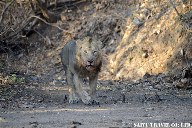 アジアライオン Asiatic Lion オス (1)