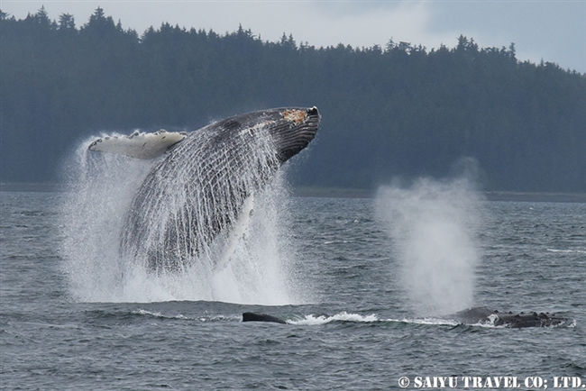 ザトウクジラの水面行動　アラスカ (6)