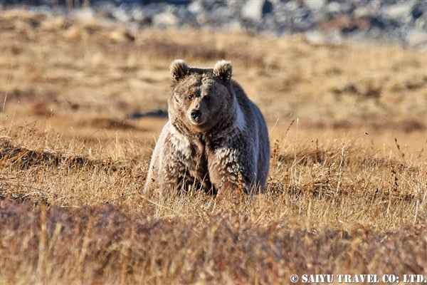 Himalayan Brown Bear ヒマラヤヒグマ (8)