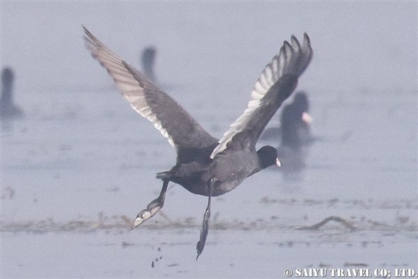 オオバン　インレー湖　Common Coot (6)