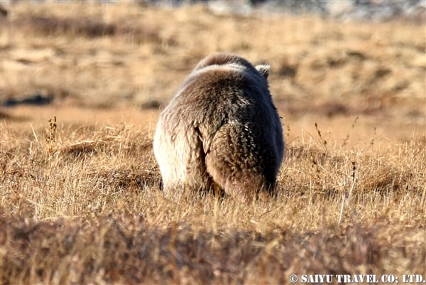 Himalayan Brown Bear ヒマラヤヒグマ (4)