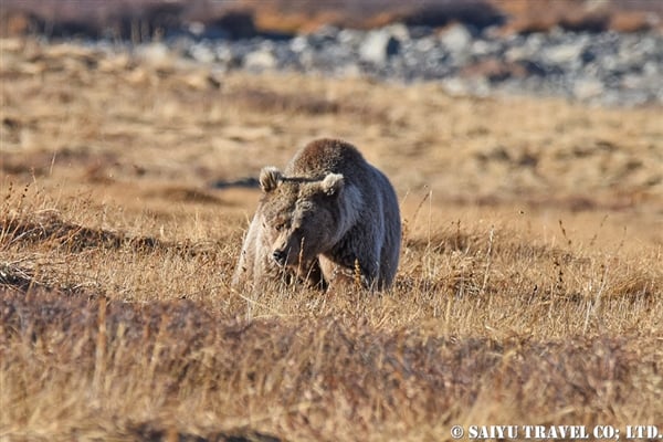 Himalayan Brown Bear ヒマラヤヒグマ (6)