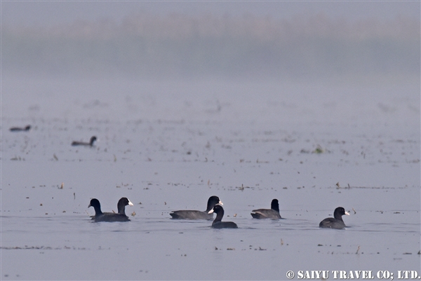 オオバン　インレー湖　Common Coot (1)