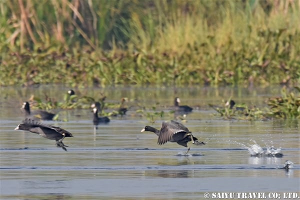 オオバン　インレー湖　Common Coot (10)