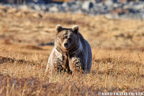 Himalayan Brown Bear ヒマラヤヒグマ (2)