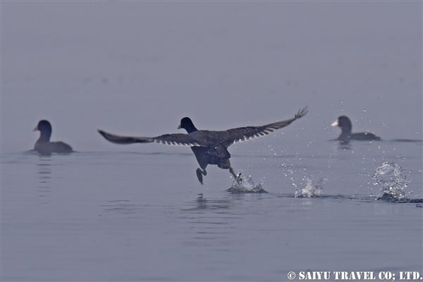 オオバン　インレー湖　Common Coot (2)