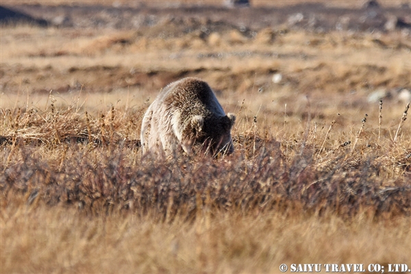 Himalayan Brown Bear ヒマラヤヒグマ (7)