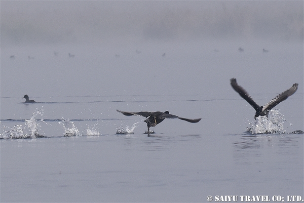 オオバン　インレー湖　Common Coot (4)