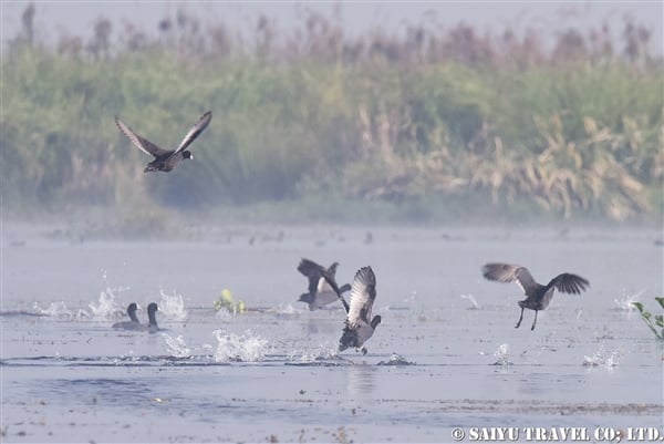 オオバン　インレー湖　Common Coot (7)