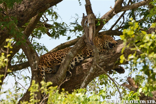 スリランカヒョウ (1)