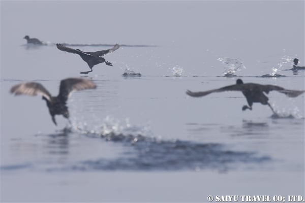 オオバン　インレー湖　Common Coot (3)