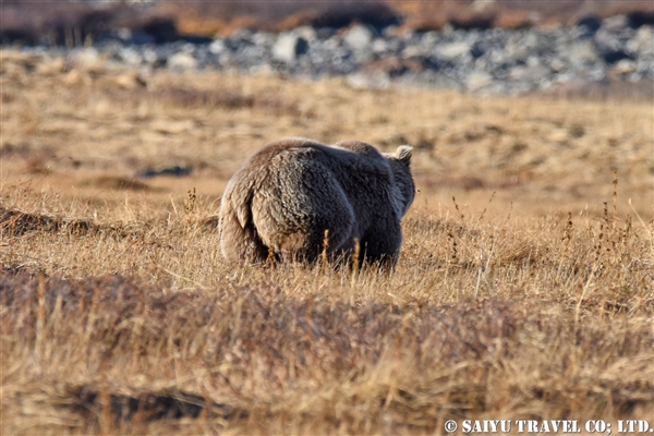 Himalayan Brown Bear ヒマラヤヒグマ (3)