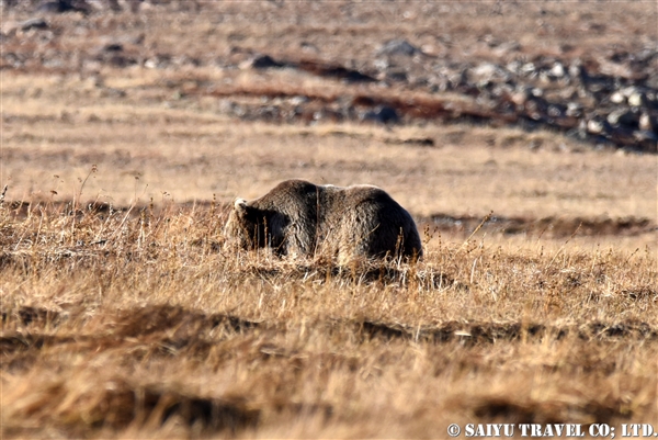 Himalayan Brown Bear ヒマラヤヒグマ (1)