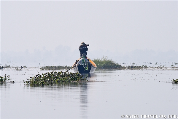 オオバン　インレー湖　Common Coot (11)