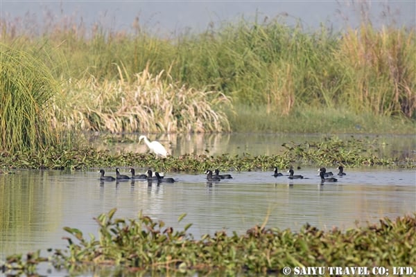 オオバン　インレー湖　Common Coot (9)