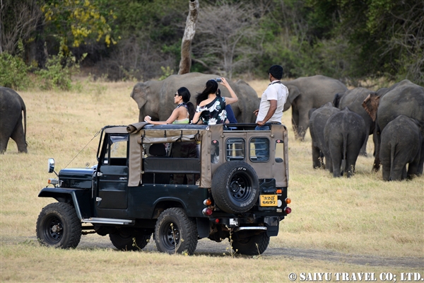 スリランカゾウ　ミンネリヤ国立公園 (14)