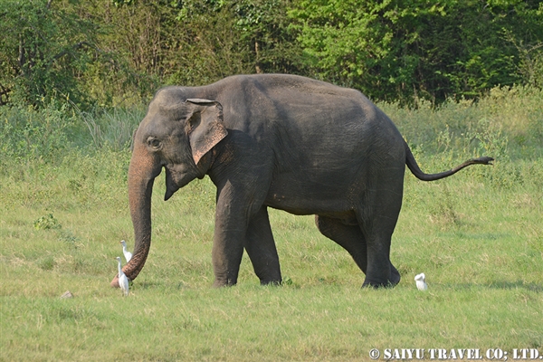 スリランカゾウ　ミンネリヤ国立公園 (13)