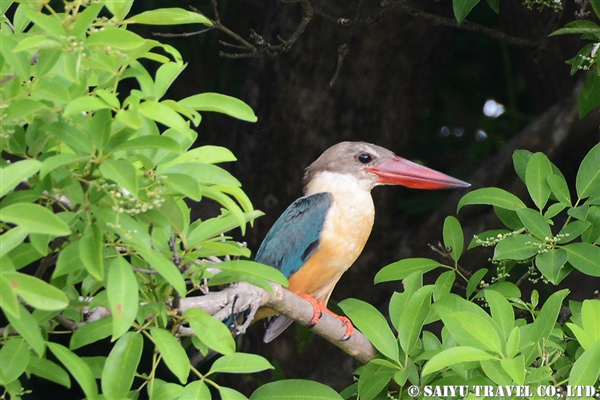 コウハシショウビン　スリランカ