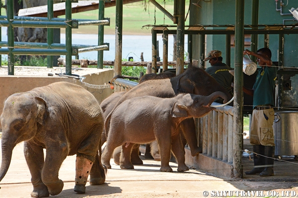ウダ・ワラウェ　Elephant Transit Home (3)
