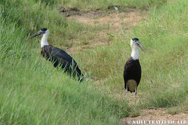 シロエリコウ　スリランカ