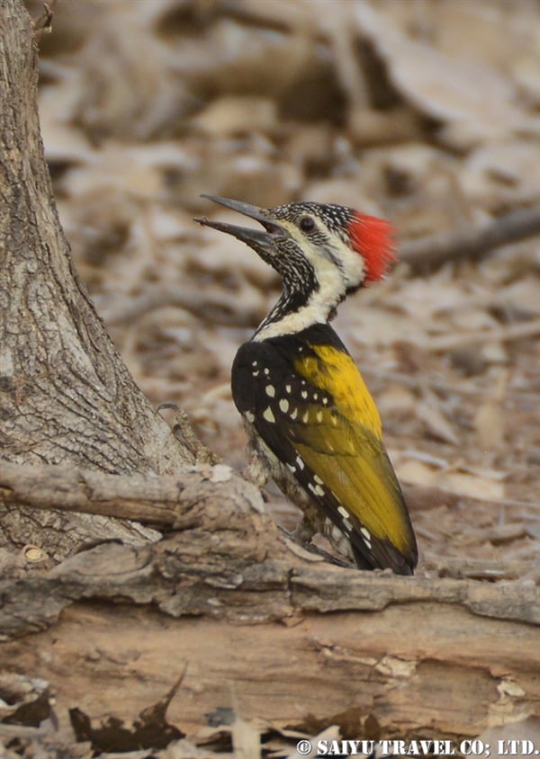 ランタンボール　Lesser Golden Back