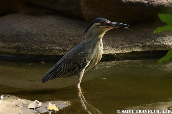 ランタンボール Little heron