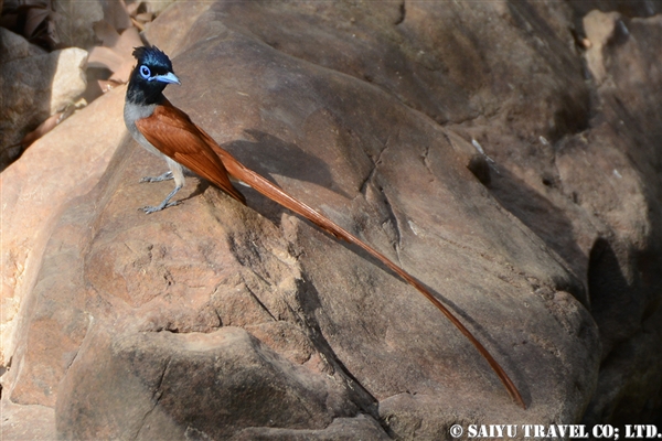 カワリサンコウチョウ