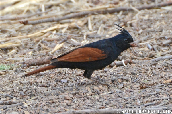 Crested bunting