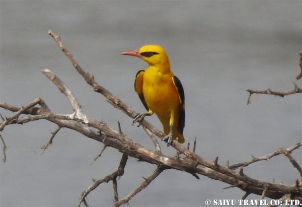 Eurasian Golden oriol